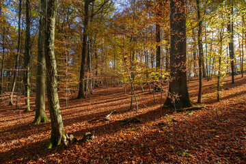 Herbstwald im Morgenlicht