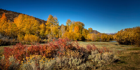 Fall Color and Leaf Change in Harrison Pass Nevada