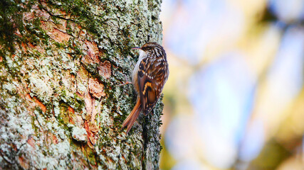 Laupheim, Deutschland: Ein kleiner Waldbaumläufer