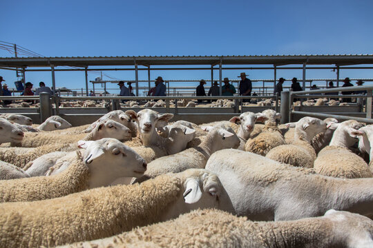 dorper lambs in a saleyard pen at a livestock auction at forbes
