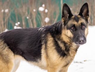 Loyal friend - German Shepherd close up, portrait
