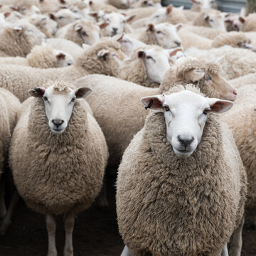 Flock of sheep ready to be shorn on shearing day