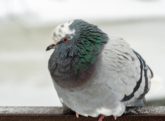 Dove, rock dove or common pigeon close-up, in winter.