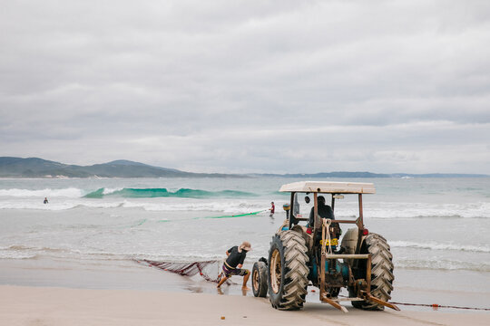 Commercial Australian salmon fishing, hauling in the nets by hand and with a tractor on the beach