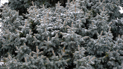 
Snow on the branches of the spruce. Blurred christmas background for web design