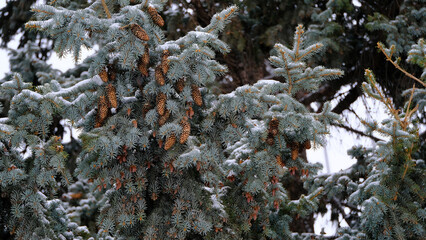 
Snow on the branches of the spruce. Blurred christmas background for web design