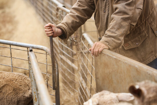Hands of a stockman as he drafts ewes down a race