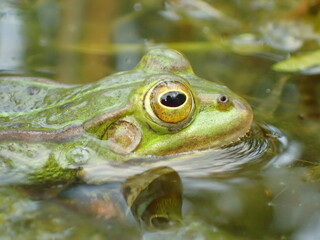 Close-up of a green frog resting in shallow water with detailed eye reflection. Perfect for themes of amphibians, wetlands, biodiversity, and macro wildlife photography