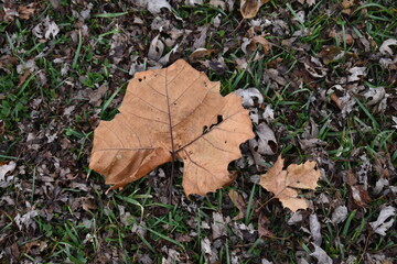 Autumn Leaf