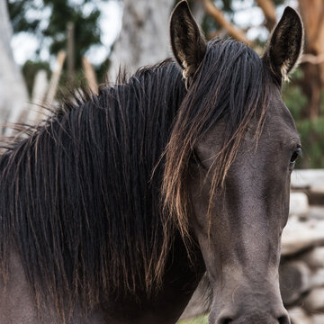 close up portrait horse head
