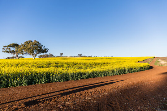 Canola crop on farm next to curving red dirt road