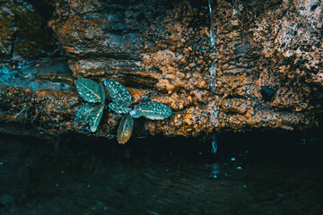 Detail of some leaves growing on a stone wall and a jet of water falling on it