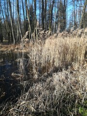 forest in winter