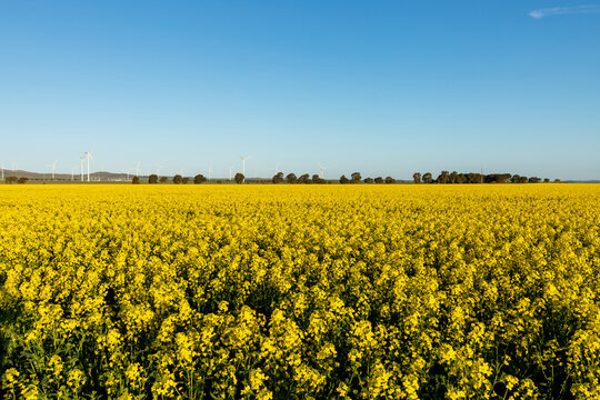 canola in flower with windfarm in the distance