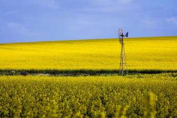 Canola Crop on Western Australian farms