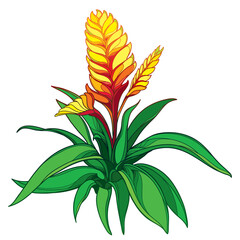 Bush of outline tropical Vriesea with yellow flowers and green leaf isolated on white background. 