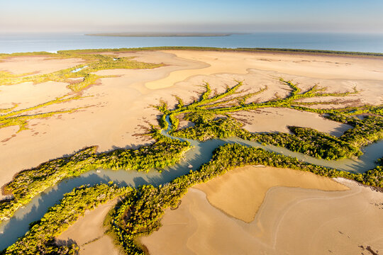 Mangroves branching out over exposed sand