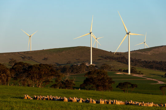 wind turbines on hillside with sheep in foreground