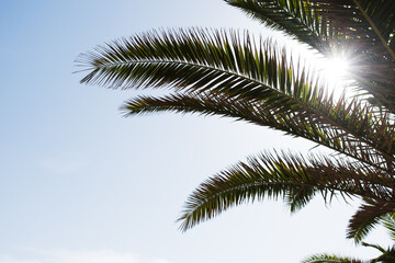 Palm tree on a summer day with sun shining behind its leaves