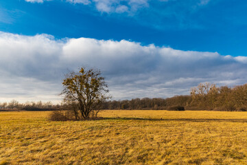 Colorful landscape of cloudy sunset over huge yellow field with small bushes on and around