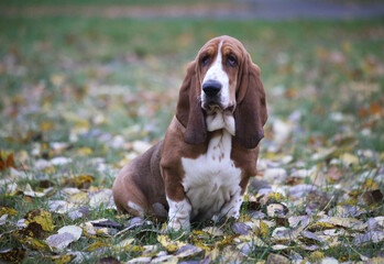 Dog of the Basset Hound breed sits in fallen leaves in nature.
