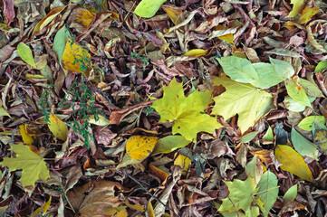 Autumn multicolor leaves on the ground