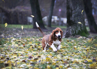 Dog of the Basset Hound breed sits in fallen leaves in nature.