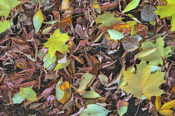 Autumn leaves on the ground