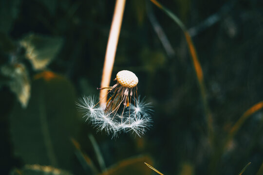 Macro of a half-peeled taraxacum campylodes flower