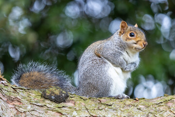 Naklejka na ściany i meble Cute Squirrel in the Park