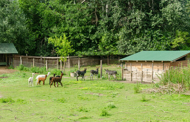 Fototapeta na wymiar Donkeys and goats on a field surrounded with green trees in spring