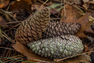 dry pine cones in autumn in the forest