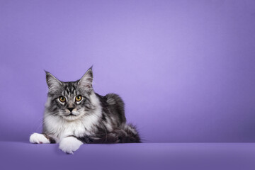 Handsome young black silver tabby Maine Coon cat, laying down on edge. Looking towards camera. Isolated on solid purple background. © Nynke