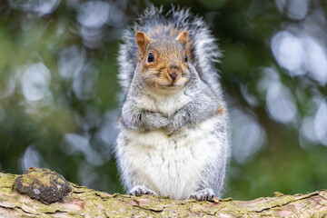 Cute Squirrel in the Park