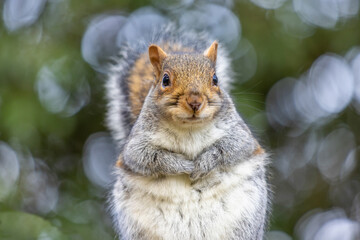 Cute Squirrel in the Park