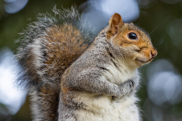 Cute Squirrel in the Park