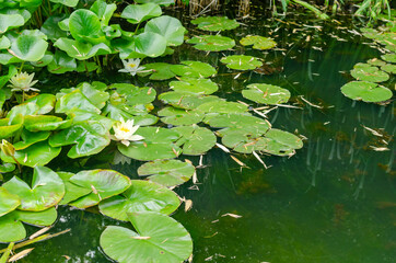 Water lilies surrounded with lush green leaves