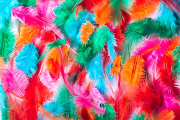 Multicolor feathers background, abstract feather texture, top view