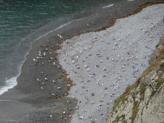 PLAYA LLENA DE GAVIOTAS