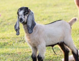goat on the meadow