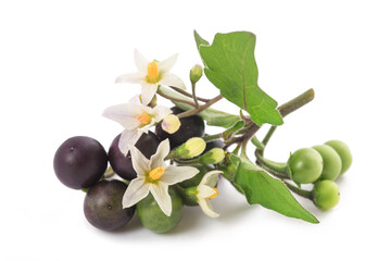 Black nightshade  (Solanum nigrum) - obrazy, fototapety, plakaty