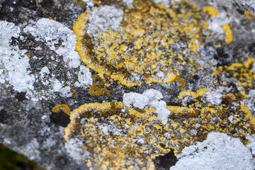 pierre et mousse, texture