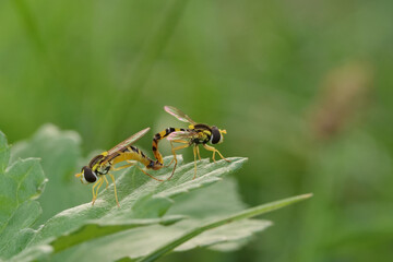 Die Langbauch Schwebfliege bei der Paarung, Hintergrund grün und unscharf, Spaerophoria scripta