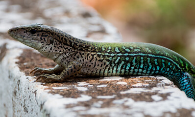 lizard on a stone