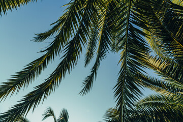 Tropical jungle, palm leaves on a sunny day, sky.