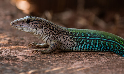 lizard on the rock