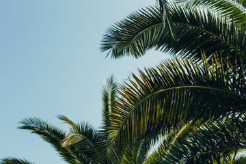 Fototapeta premium Tropical jungle, palm leaves on a sunny day, sky.