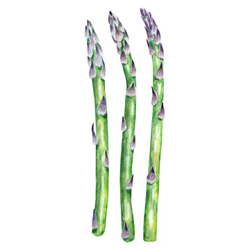 Watercolor aspargus stems. Organic food isolated on white. Hand drawn illustration of green vegetable. Culinary ingredient for packaging, logo, label, recipe design.