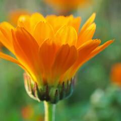 The marigold flower closes at sunset time. Close-up. Side view. Petals glow in the rays of the setting sun. Light and tender square illustration about summer. Macro