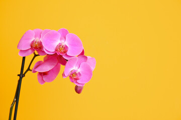 Naklejka na ściany i meble Beautiful orchid flowers on color background